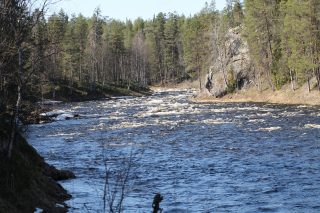 Kuusinkijoki, Lohiryörre