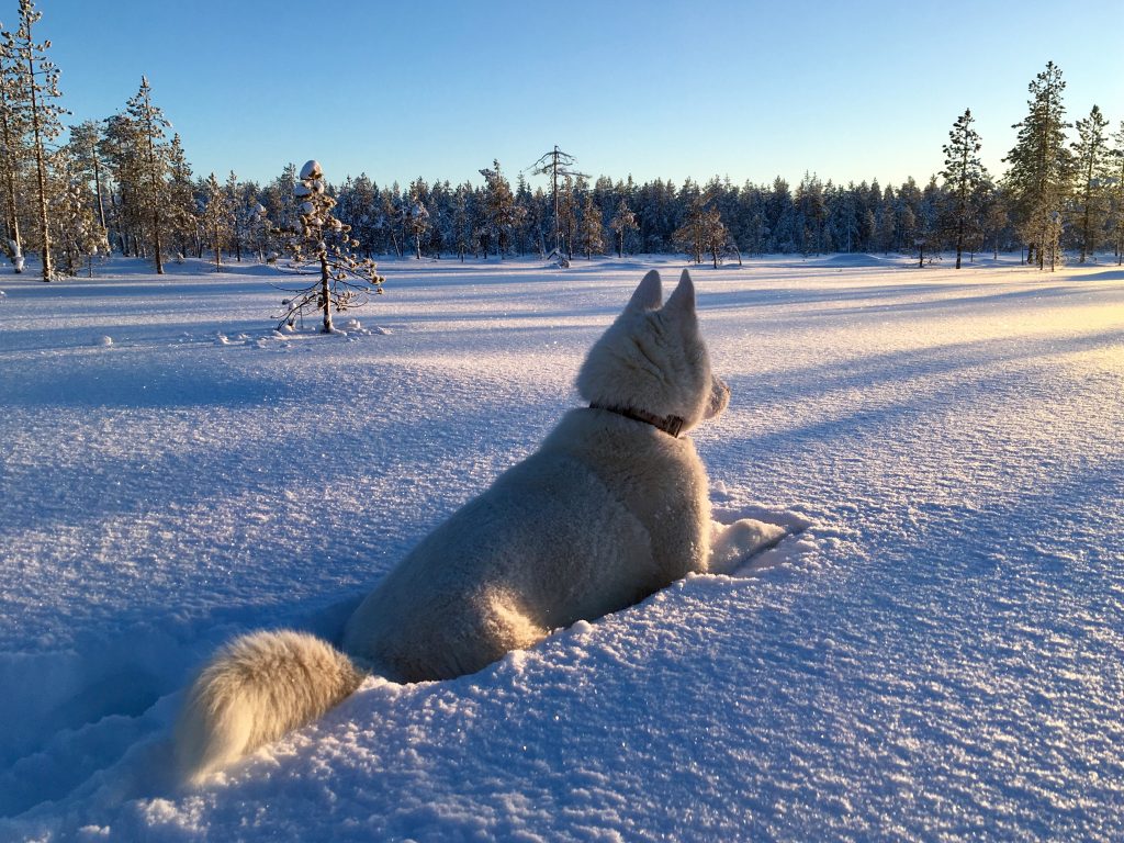 Husky lumimaisemassa