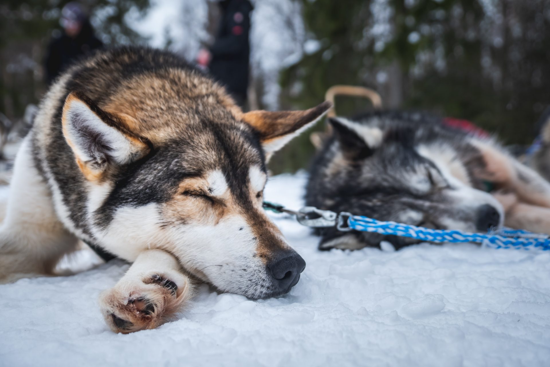 Huskyt nukkuu